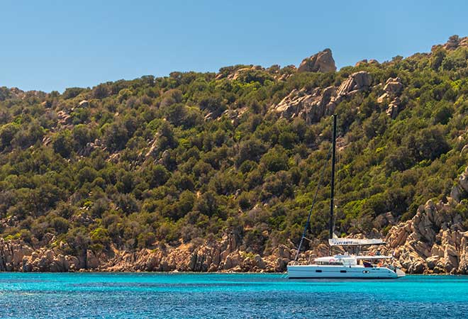 A goat starring at the back of a pick up truck